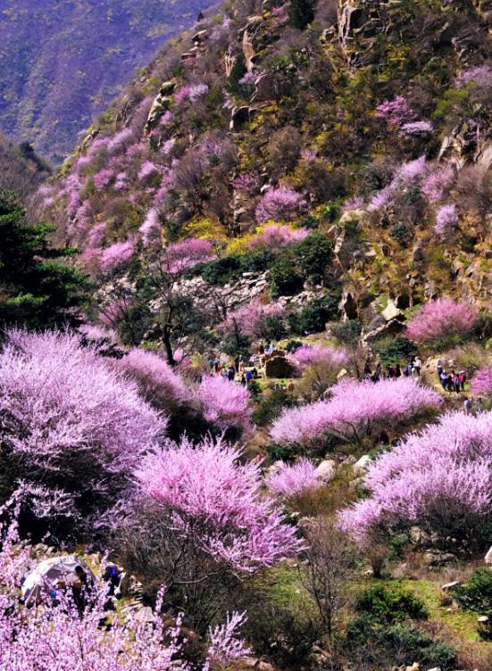 西安周边最美桃花沟_三凤山野桃花_蓝田生态旅游风景区