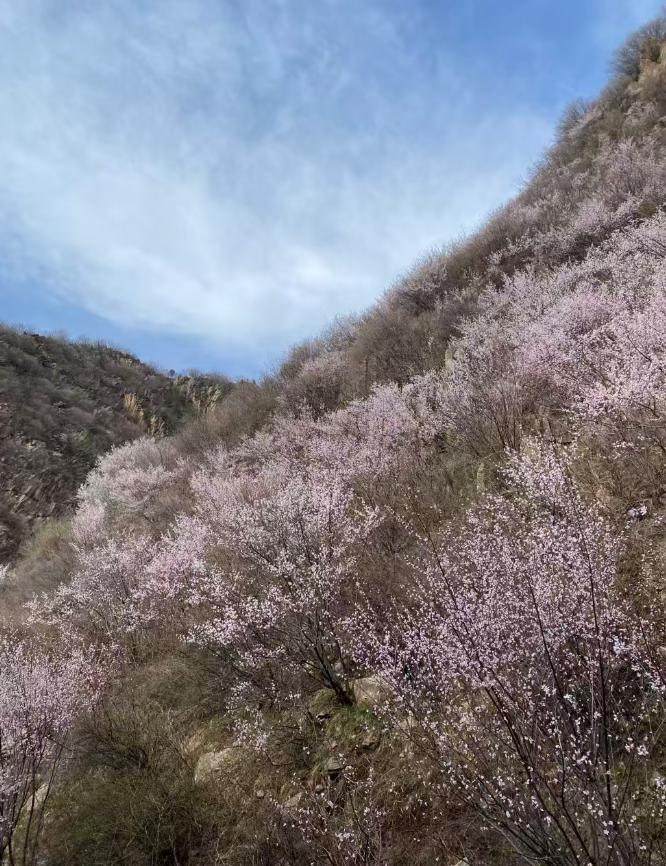西安周边最美桃花沟_三凤山野桃花_蓝田生态旅游风景区