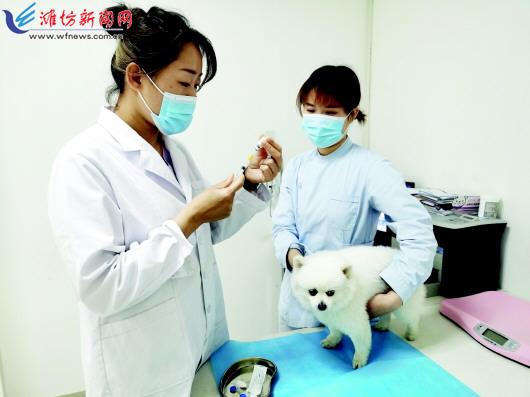 养狗会得什么病_潍坊宠物狂犬病疫苗_潍坊宠物防疫法