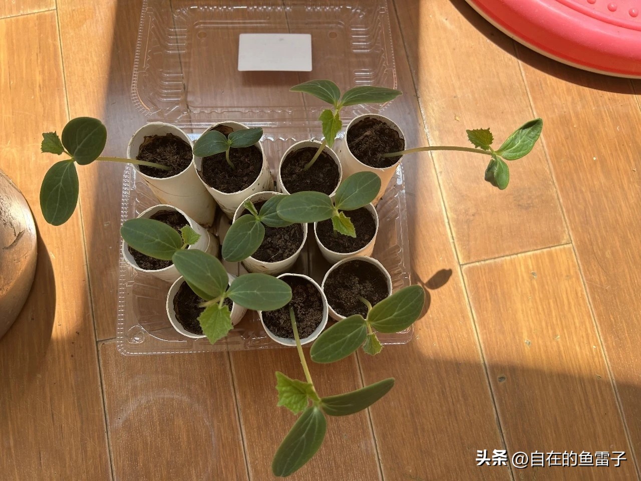 旧T恤二次利用_自制收纳鞋子好方法图片_废旧塑料瓶收纳