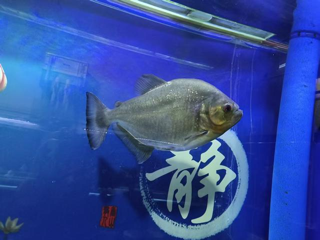 鱼缸选择技巧_鱼缸生态系统怎么做_新手鱼缸避坑指南
