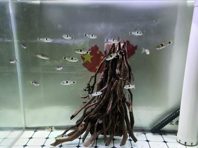鱼缸选择技巧_鱼缸生态系统怎么做_新手鱼缸避坑指南