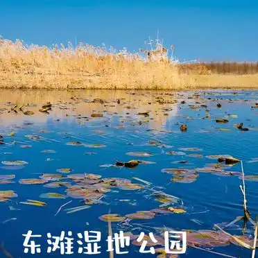 东滩湿地公园旅游景点大全_东平国家森林公园西沙湿地旅行体验_东滩湿地公园三日游攻略