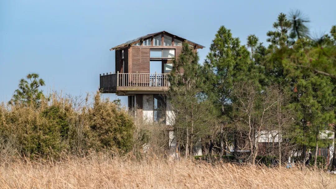 东滩湿地公园旅游景点大全_崇明东滩湿地公园骑行_崇明东滩湿地公园赏花