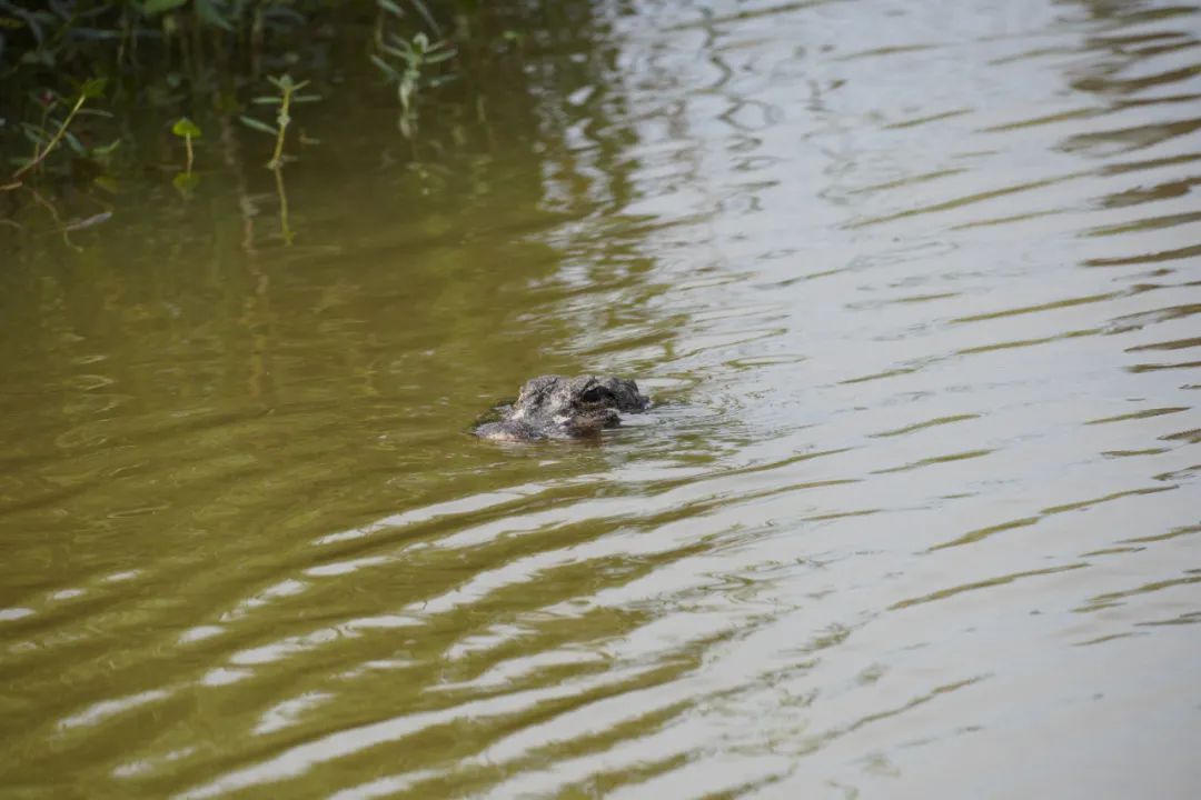 崇明东滩湿地公园骑行_东滩湿地公园旅游景点大全_崇明东滩湿地公园赏花