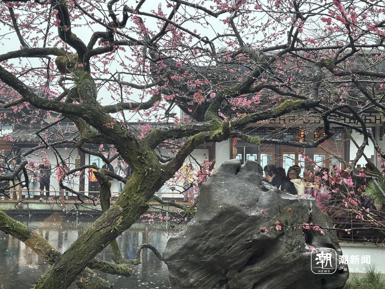 西湖湛碧楼免费赏梅_西湖文化广场 餐厅_湛碧楼梅王最佳观赏期
