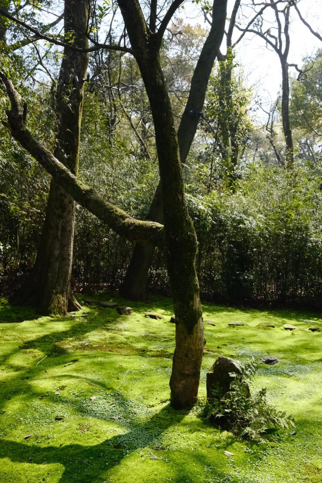 杭州湉园苔园_西湖景区特色餐厅_西湖文化广场 餐厅