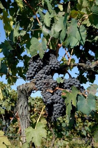 carmenere红酒_马尔贝克葡萄酒_佳美葡萄酒