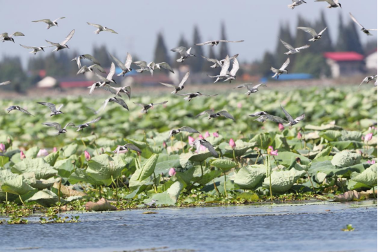 湖南大通湖国家湿地公园_大通湖水草净化效果_大通湖生态公园