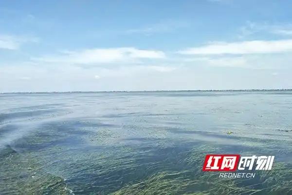 大通湖生态修复_大通湖生态公园_大通湖水质治理