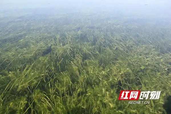 大通湖水质治理_大通湖生态修复_大通湖生态公园