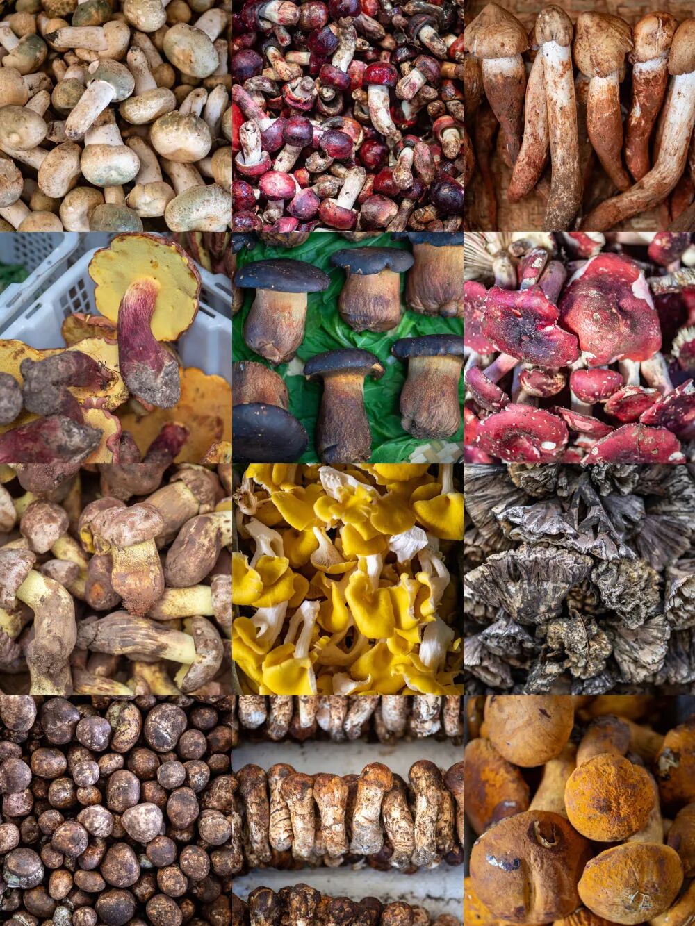 云南野生菌产业_兰花花生态食品有限公司_云南野生菌出口