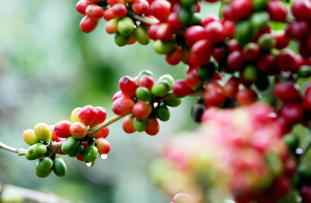 云南野生菌出口_兰花花生态食品有限公司_云南野生菌产业