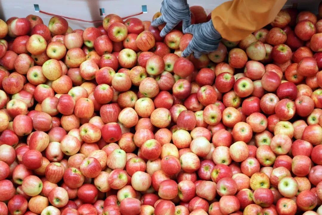 兰花花生态食品有限公司_云南野生菌产业_云南野生菌出口
